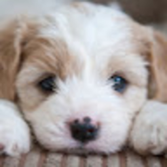 Meet your Posher, Allison - Picture 1 of 1